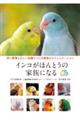 インコがほんとうの家族になる