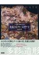 花束の石 プルーム・アゲート