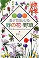 散歩で見かける野の花・野草