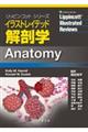 イラストレイテッド解剖学