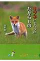 キツネにもらったたからもの