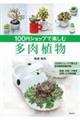 100円ショップで楽しむ多肉植物