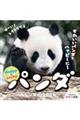 �n�b�s�[�����b�L�[�p���_�J�����_�[�@�Q�O�Q�S
