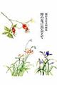 野の花に出会えて